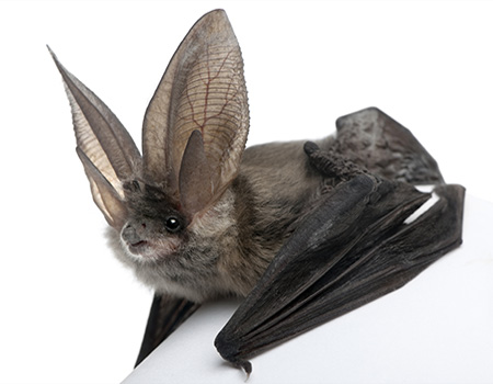 Bat Prevention